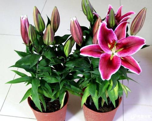 不宜室内养的5种花,5种花再喜欢也别养在家里