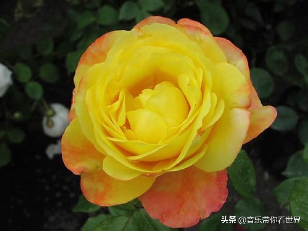 中国各城市市花图片简介,各个城市的市花有哪些