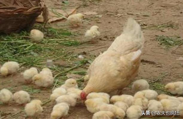 母鸡孵化鸡蛋全过程视频,怎样弄母鸡孵小鸡