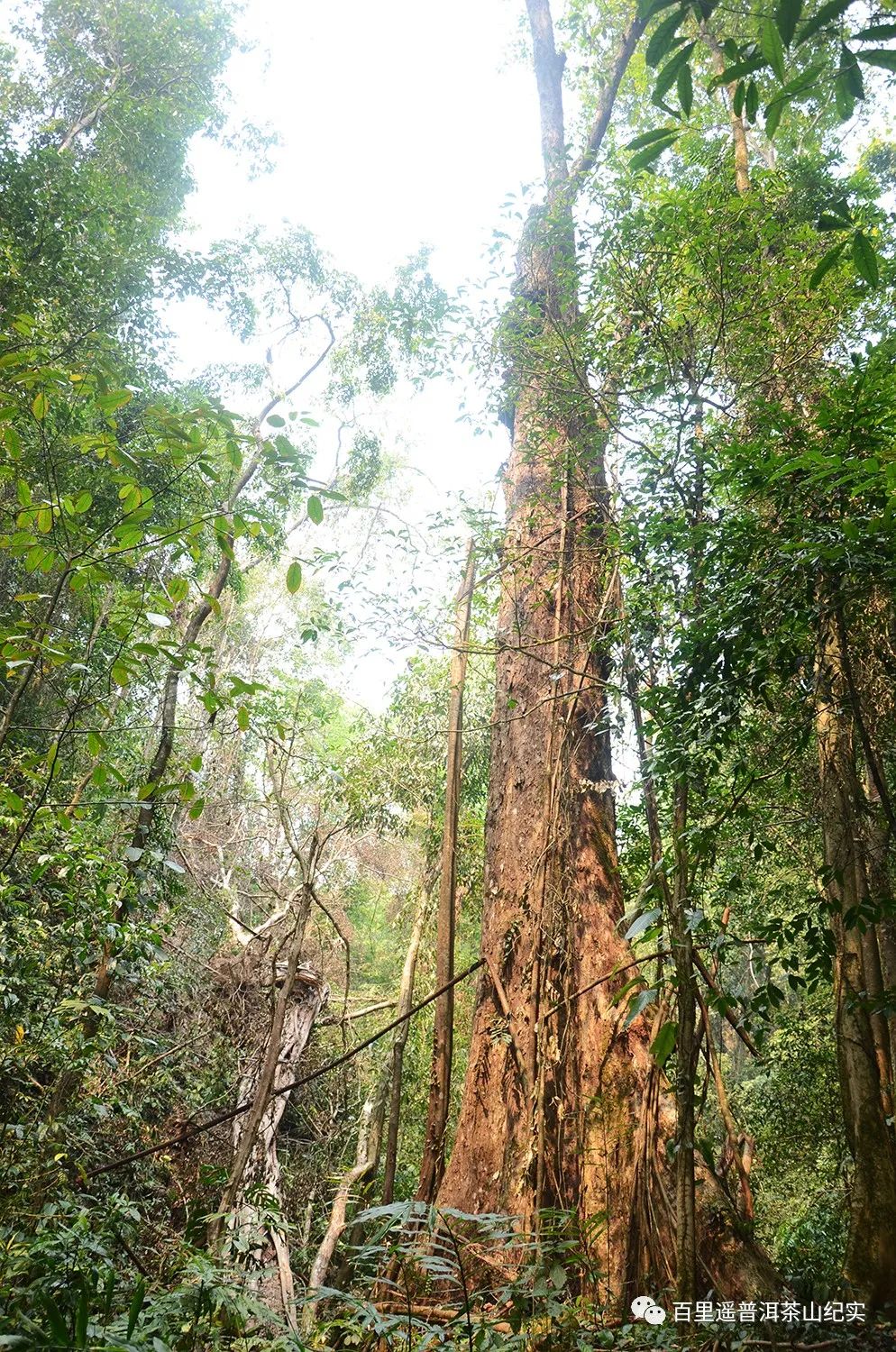 新生代黑马之百花潭!汤香蕴郁百花香,世外桃源的茶,一喝就沉醉
