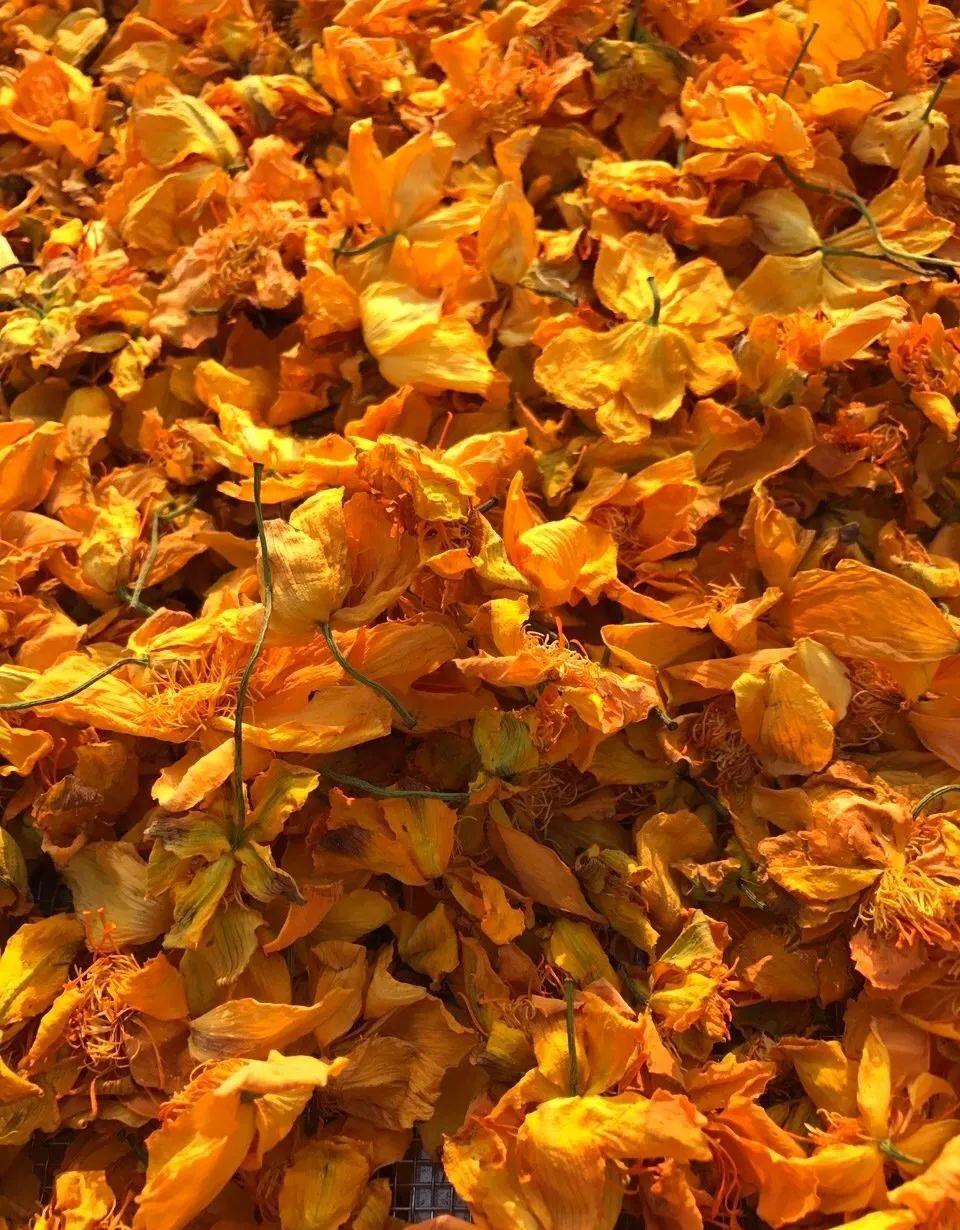 金莲花茶的禁忌,金莲花和菊花哪个去火效果好