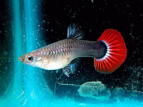 关于孔雀鱼的饲养知识大全,孔雀鱼如何养才能减少死亡率