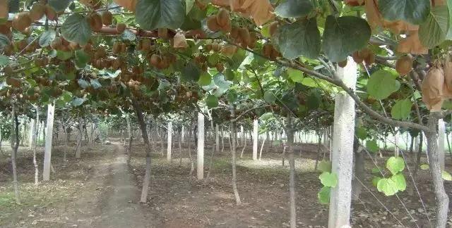 西峡县有哪些特色小镇,河南西峡美丽小镇