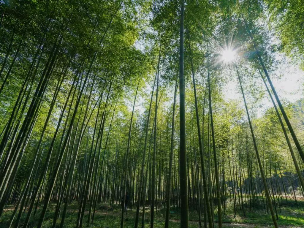 描写风吹竹叶的诗句,风吹竹叶的诗句