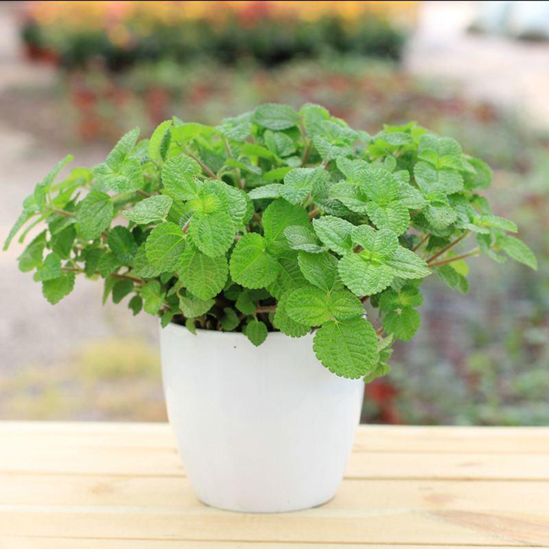 薄荷盆栽修剪下来的叶片怎么处理,薄荷徒长的原因及解决方法