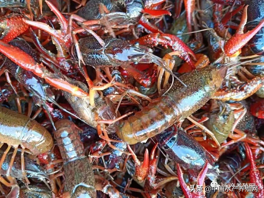 一亩能出多少小龙虾虾苗,小龙虾塘出虾苗多少钱一亩