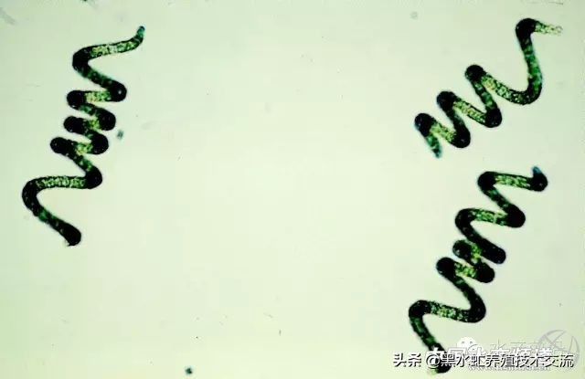 水产藻类大全图片,水产藻类知识大全