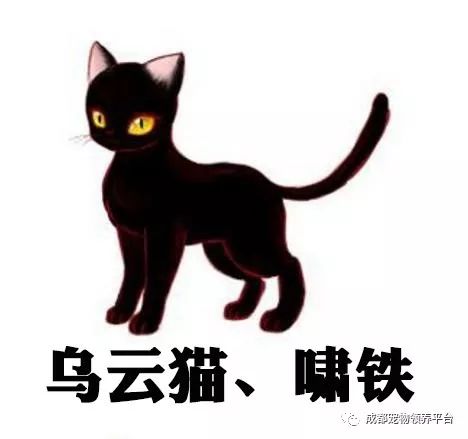 谁说土猫无名猫?快来围观古代猫谱,你家有没有镇宅神兽!