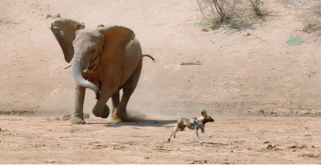 蜜獾吞食毒蛇视频,克星蜜獾专门咬很凶猛的毒蛇