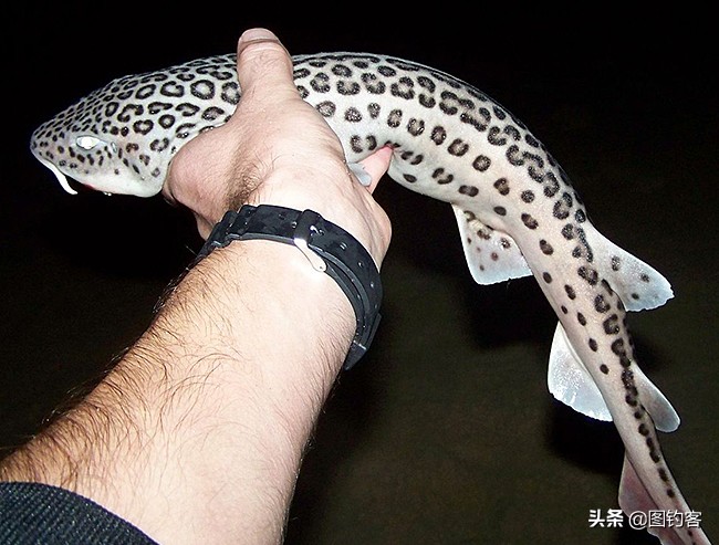 猫齿鲨可以做观赏鱼吗,猫齿鲨鲨鱼