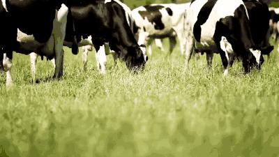 泰国肥皂美白效果最好,泰国美白香皂真的有效果吗