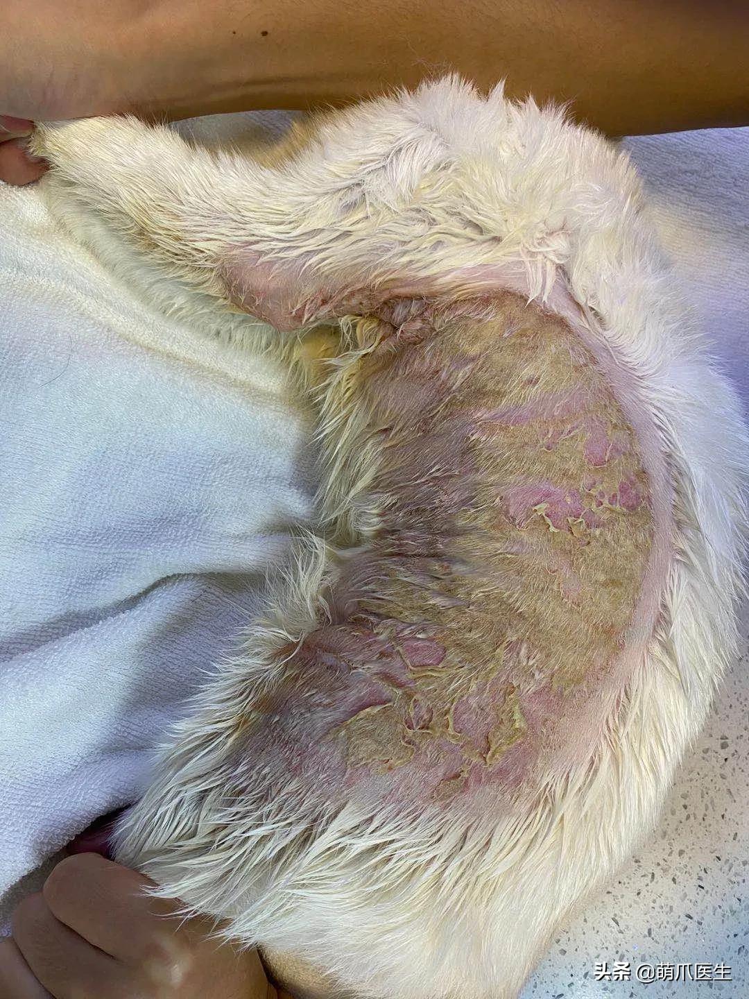 盘点那些手贱的猫咪被烫伤,盘点猫咪被烫过的倒霉瞬间