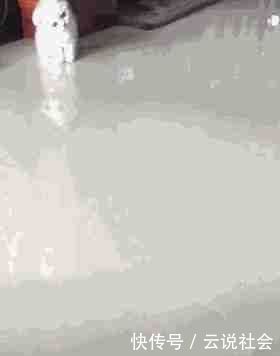 猫咪脖子歪了咋回事,猫咪一直歪着脖子