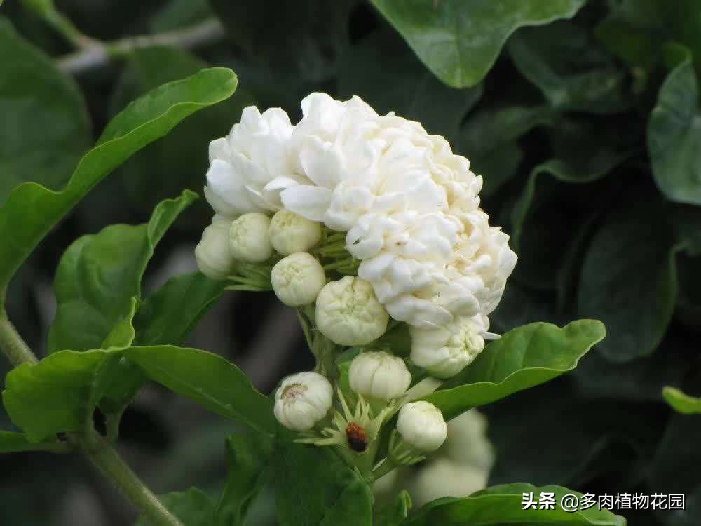 茉莉花叶子掉光初春怎样养护长叶,茉莉花黄叶怎么养护