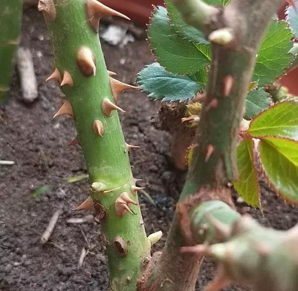 蔷薇月季玫瑰哪种最好养,蔷薇月季玫瑰区别是什么