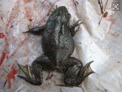 牛蛙肠胃炎怎么预防,牛蛙急性肠胃炎用什么药