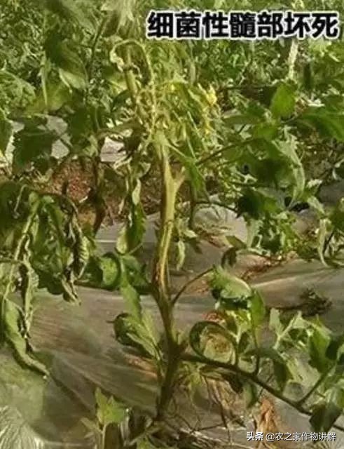 西红柿着色不均预防,大棚西红柿裂口并腐烂是什么原因