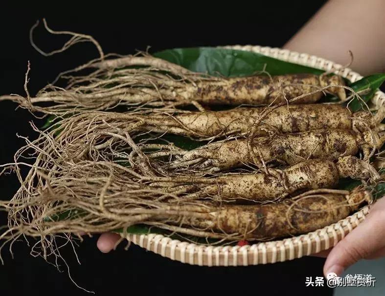 东北三宝人参鹿茸和乌拉草,东北三宝人参视频