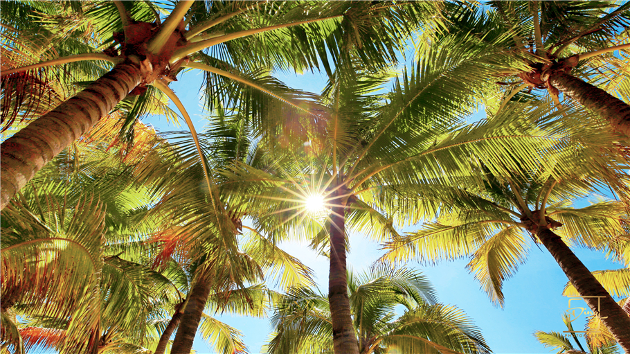 海南猴岛旅游自由行攻略,海南猴岛和呆呆岛攻略