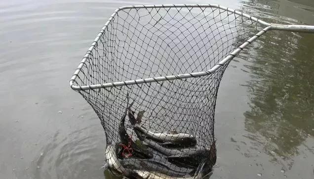 早钓鱼晚钓虾中午钓大王八,钓鱼钓虾钓王八