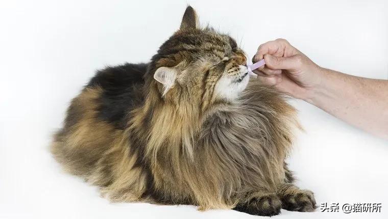 新手养猫需要学习的功课,新手养猫应该做足的功课