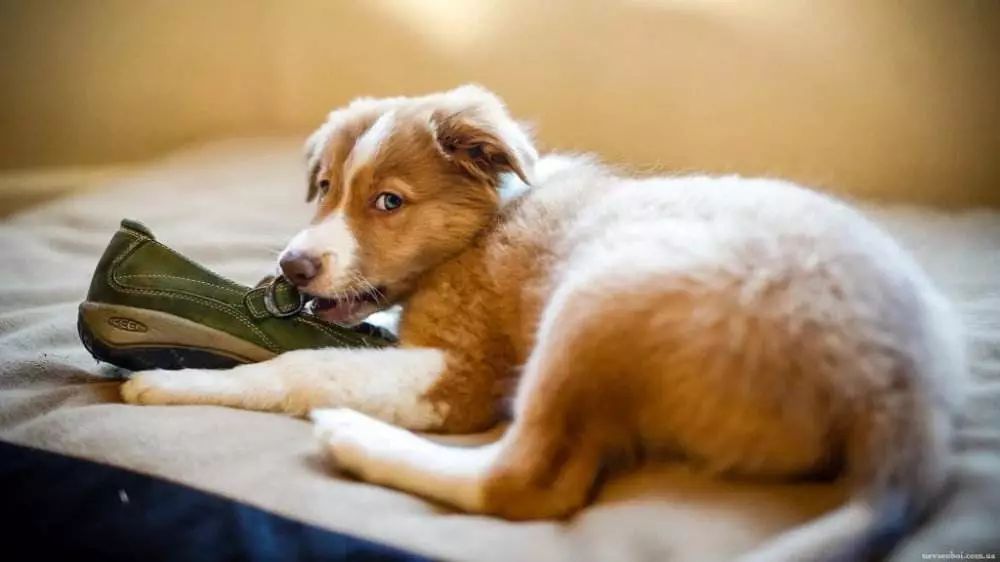 狗子老是咬自己的衣服怎么办,狗子喜欢把主人拖鞋叼走