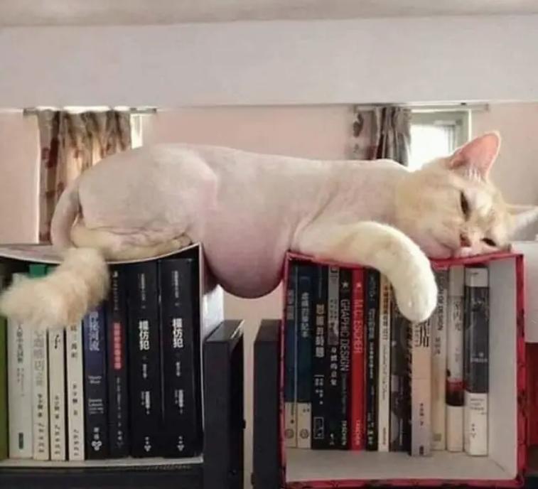 奇怪的知识增加了！猫咪简直就是液体做的