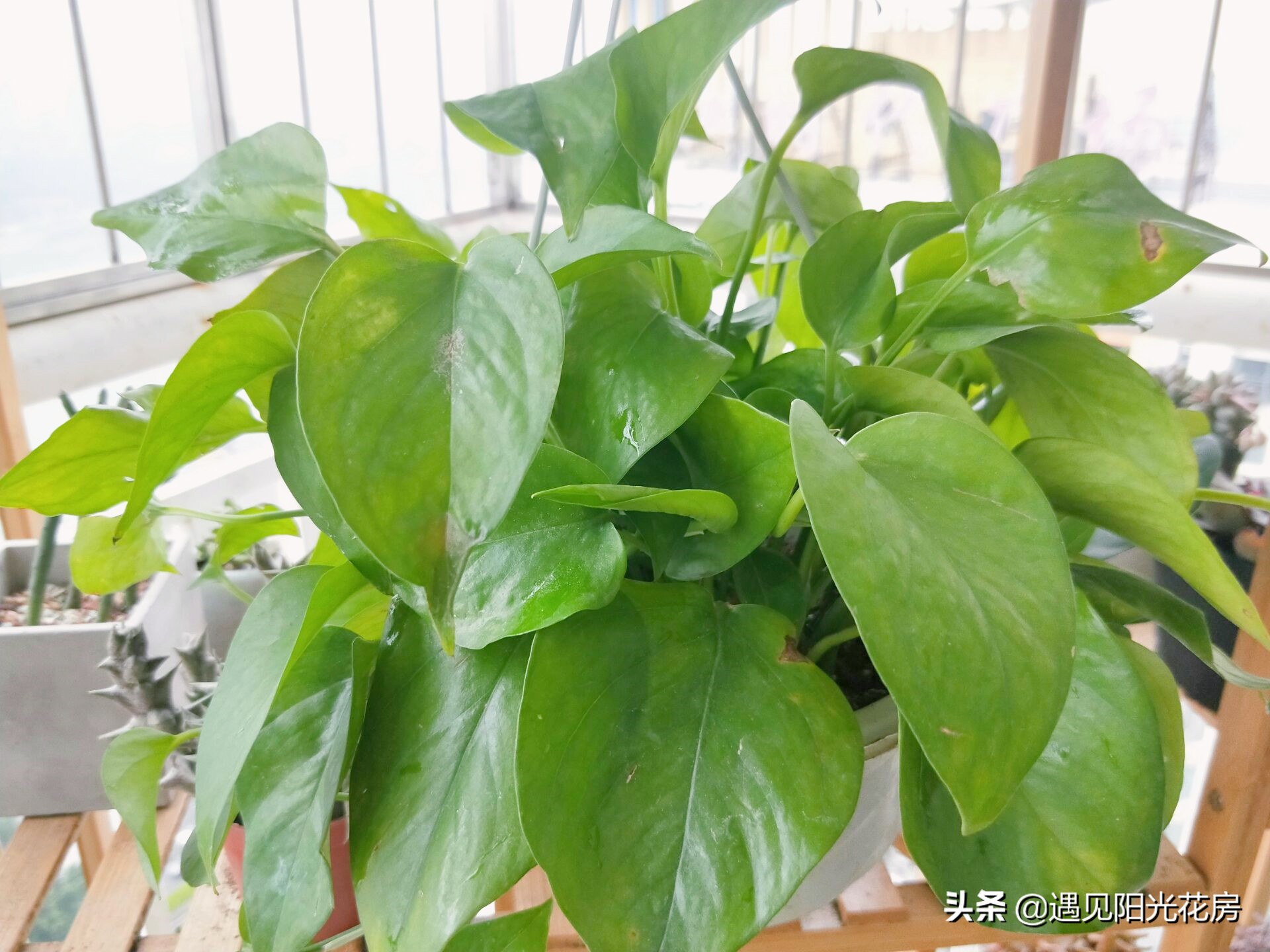 绿萝竟然会爬墙,绿萝为什么也会出锦