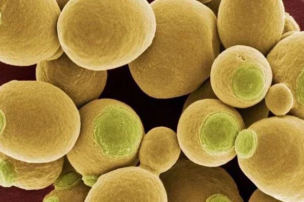 菌群问题,过敏与肠道菌群失调有关吗