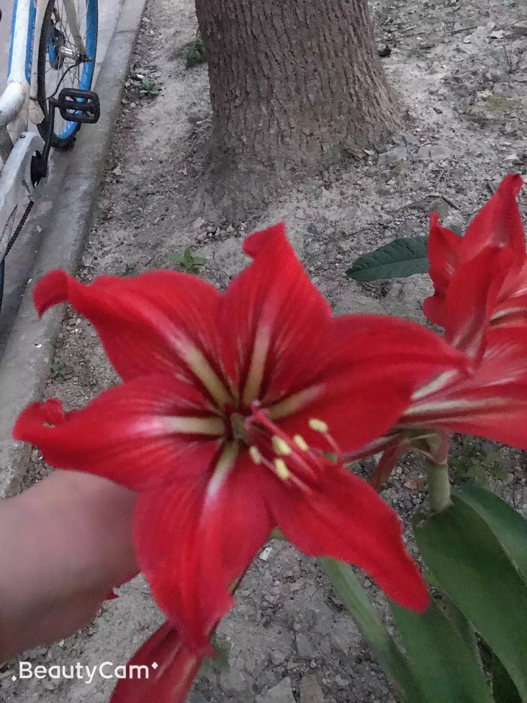 实际施工人向被挂靠人讨要工程款,实际施工人与挂靠人结算