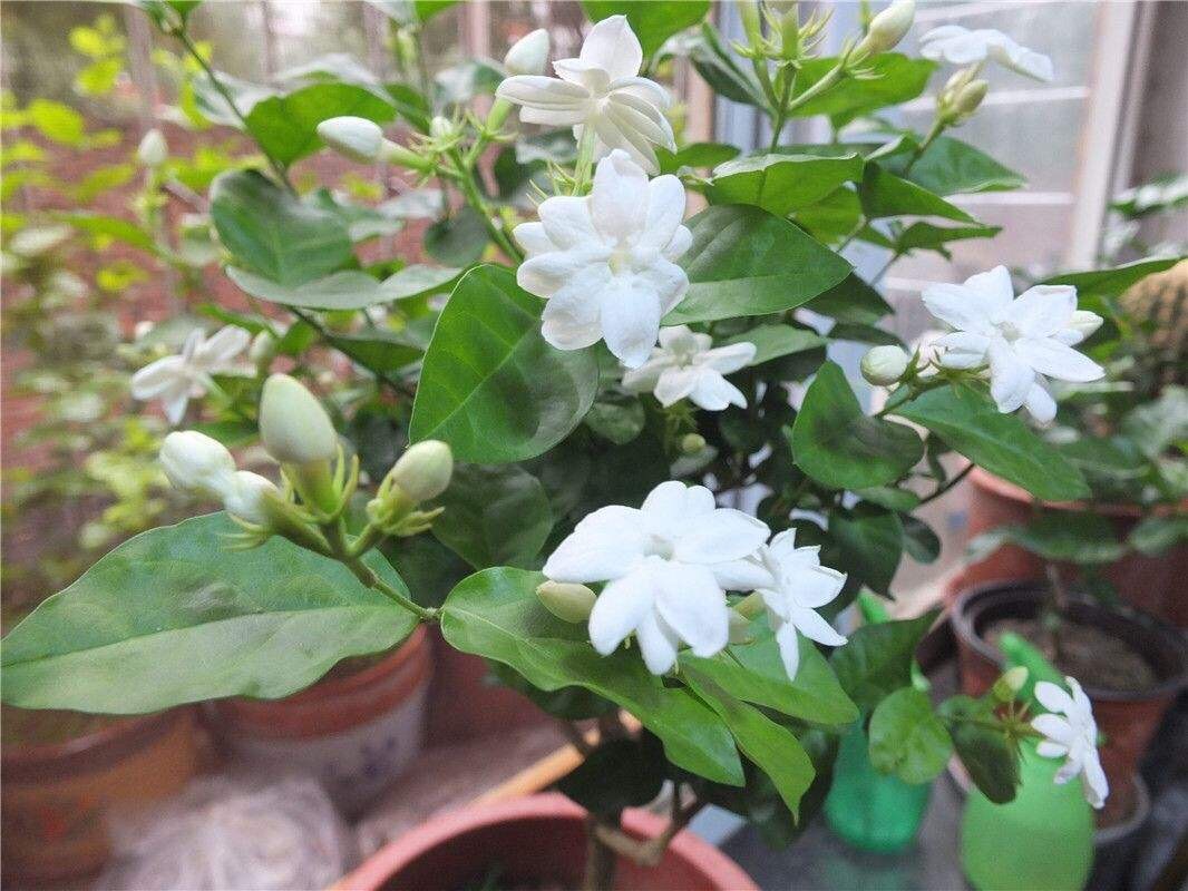 商贩把切菠萝皮放在哪卖,小贩削菠萝的方法