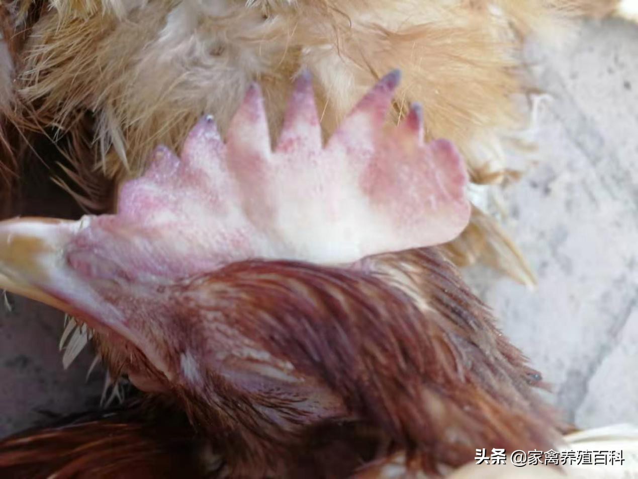 蛋鸡易发病的诊治,蛋鸡霉菌的种类