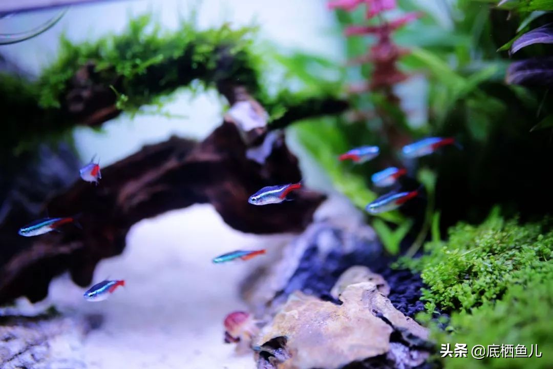 树脂假山种什么植物好,树脂做大型假山