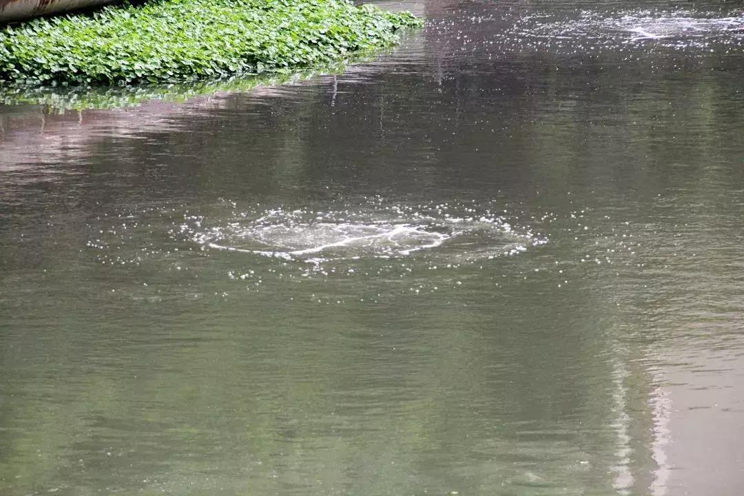 一企业被环保罚款51万元,首例生态环境损害赔偿案