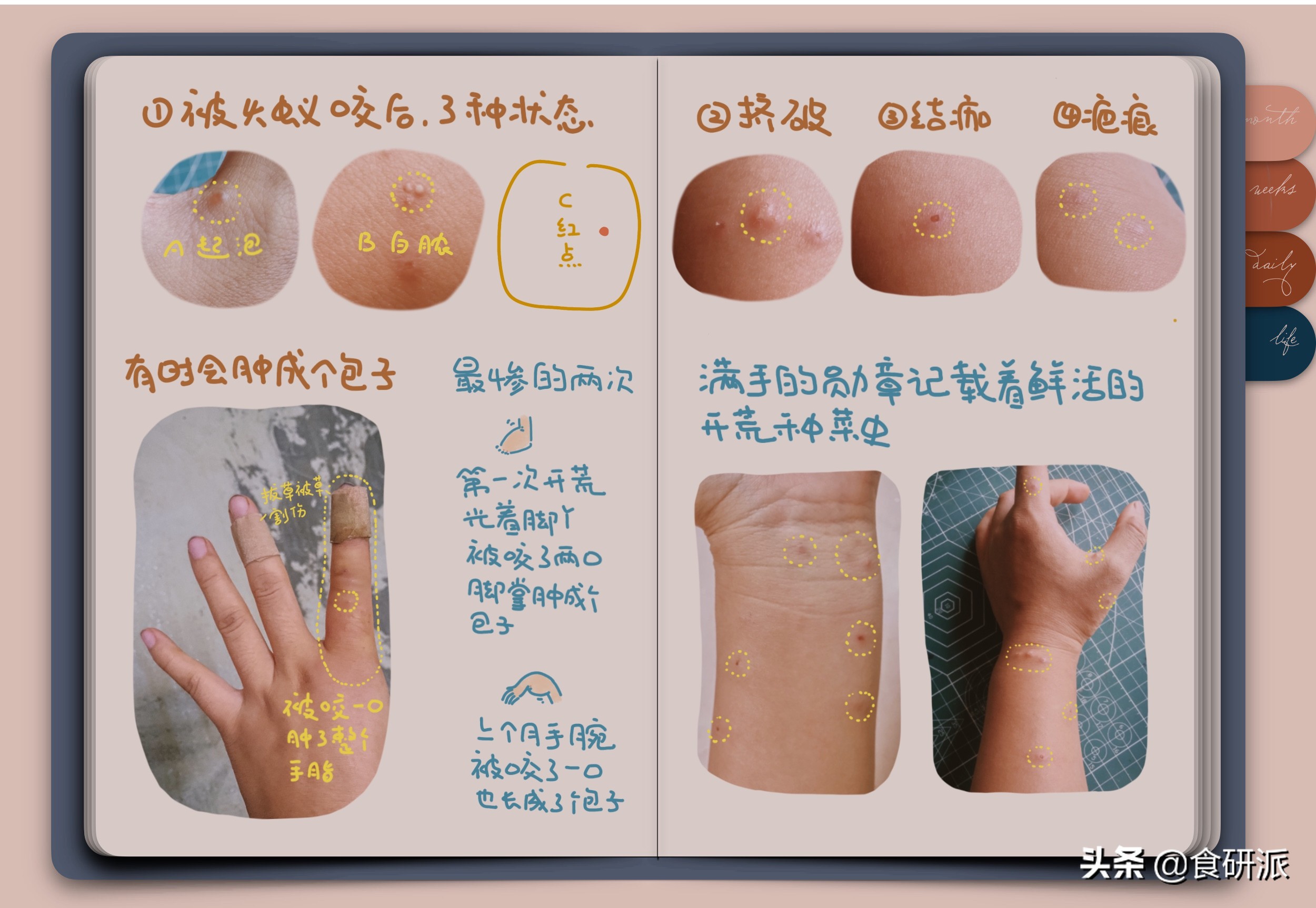 夏天养什么植物驱赶蚊子,家里蚊子多养什么植物