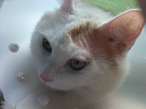 小猫起癣了抹什么药,小猫起了猫癣怎么办