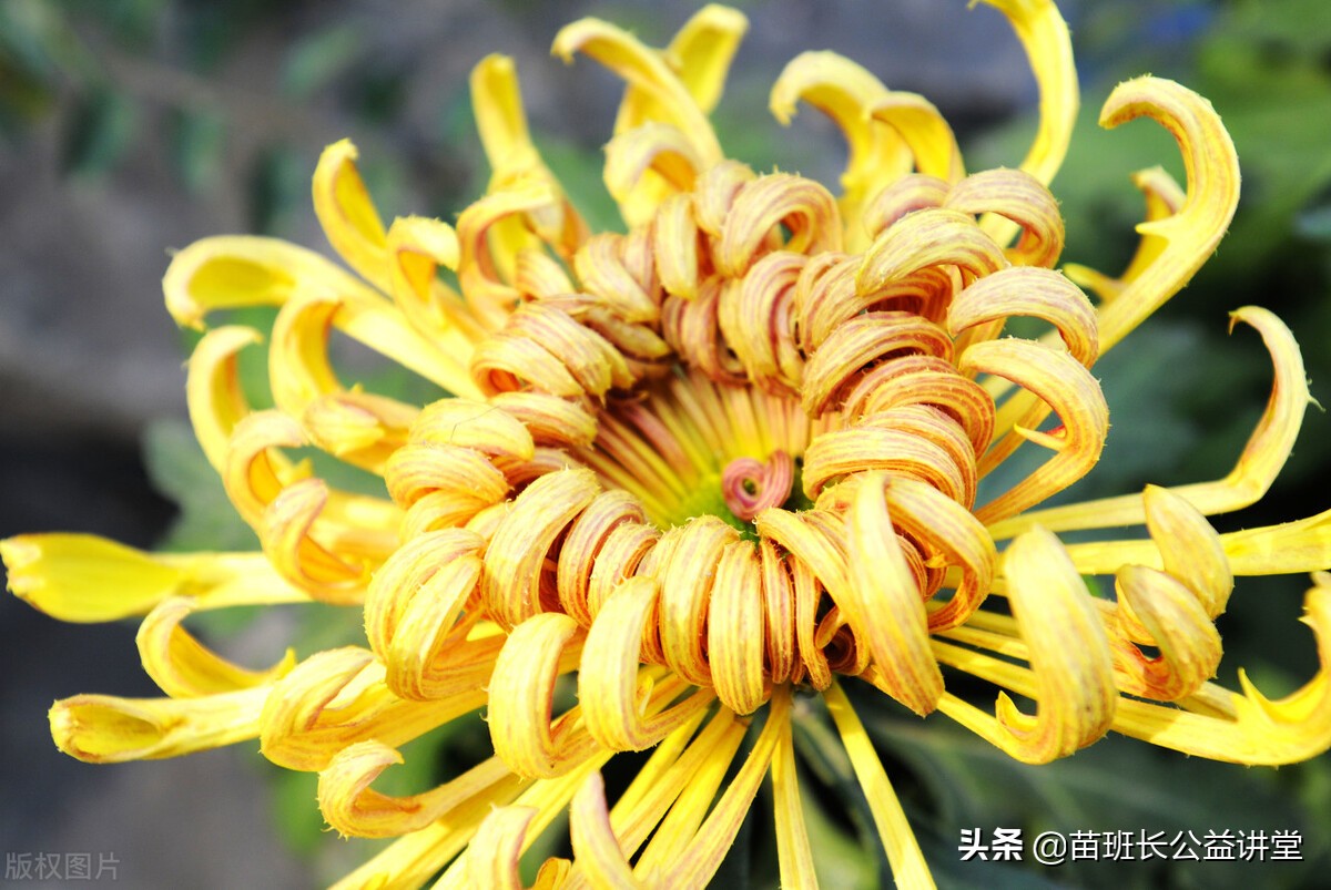 盆栽菊花常见病害及治疗方法,菊花常见病虫害防治措施