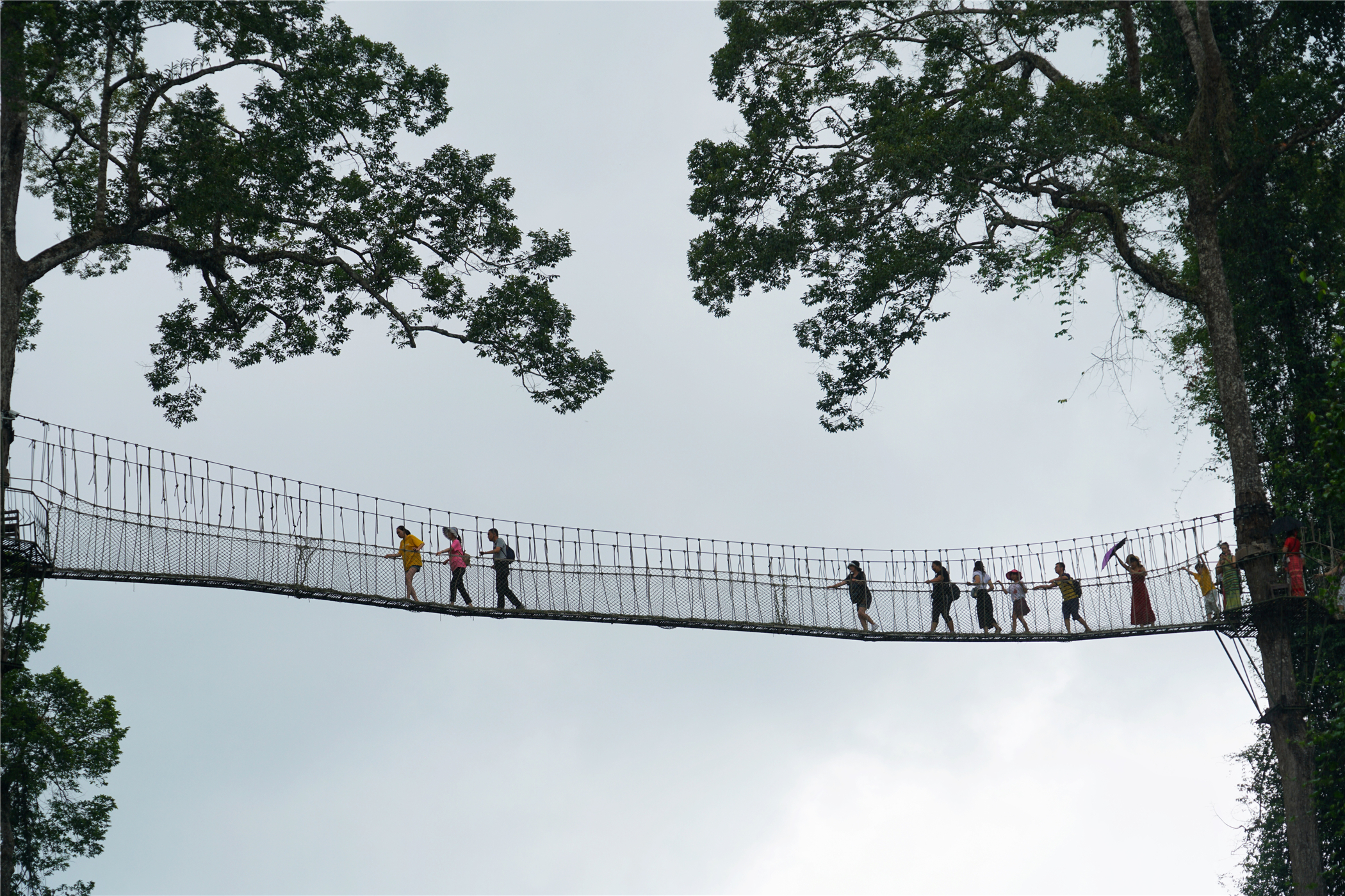 西双版纳望天树有多高,西双版纳望天树攀爬
