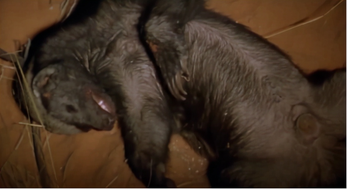 蜜獾两小时后继续享用毒蛇,蜜獾凶猛攻击人类