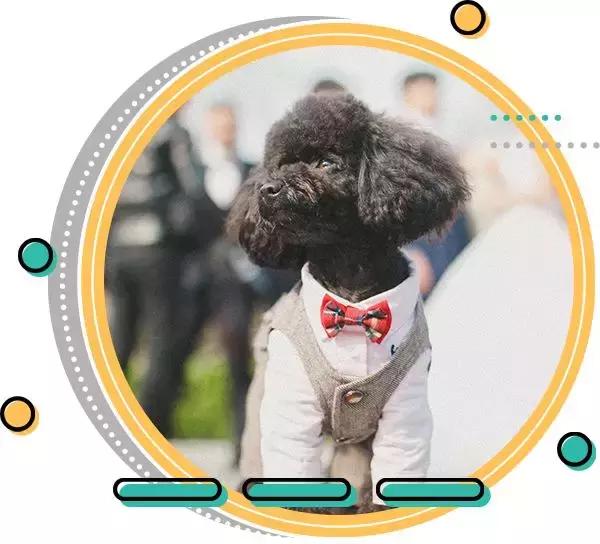 十大热门小型短毛犬,十大最小小型犬可爱图片