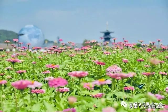 无锡哪里有看花海的景点,无锡秋季花海旅游景点