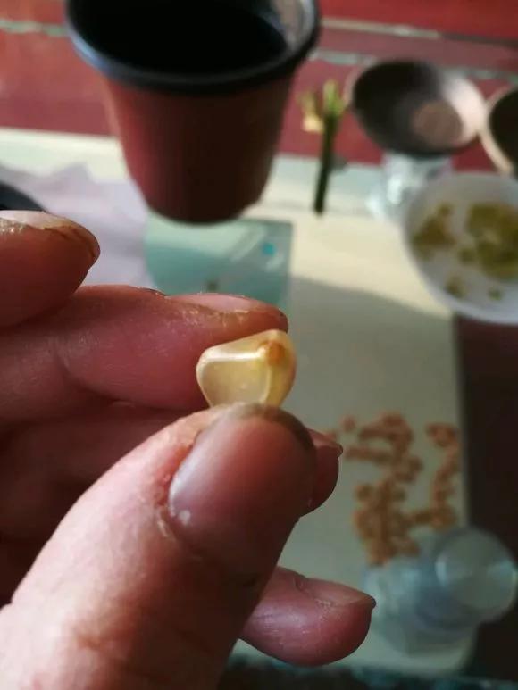 君子兰砍头憋出小芽子怎么养护,君子兰露头后怎么处理