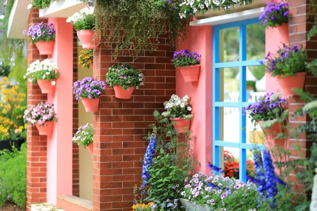 这个花展上的新优品种，为什么这么美？