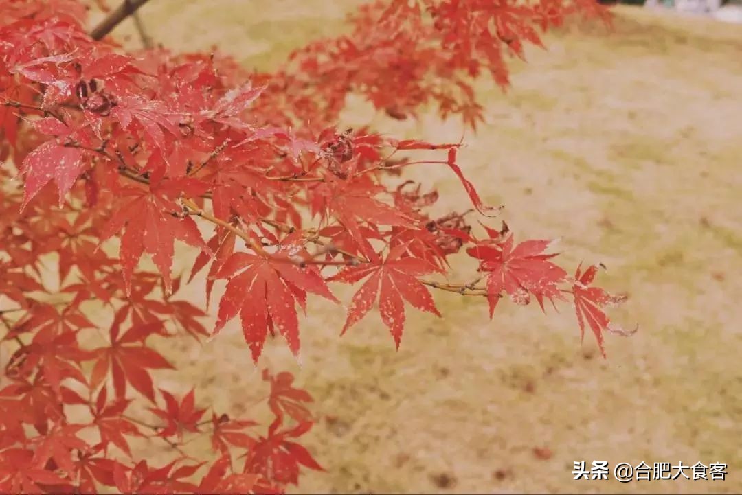 安大北门小吃街在哪里,安大旁边有什么好吃的