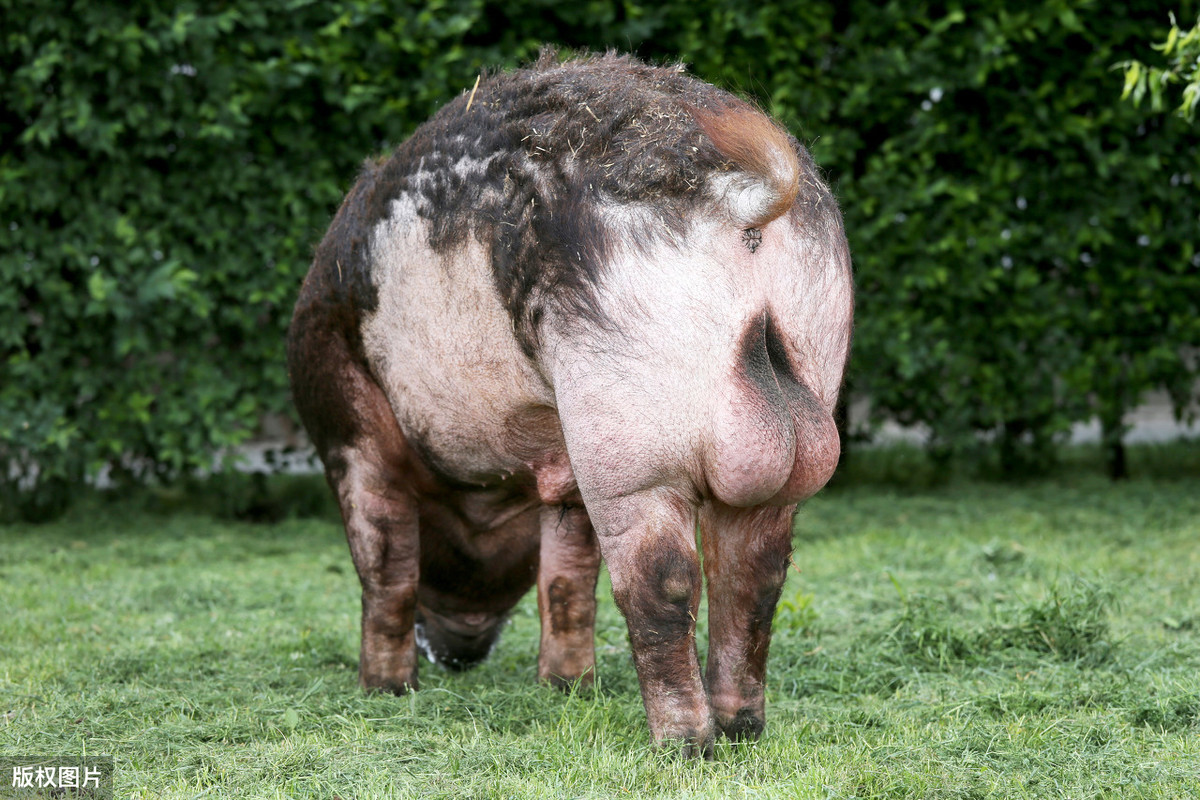 猪场赶猪技巧口诀,把猪往猪圈赶的妙招