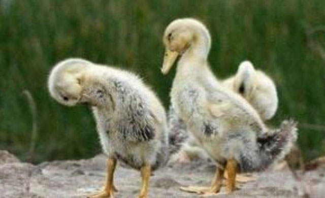 鸭子拉白色条粪便怎么治疗,鸭子拉白色的屎不吃东西怎么办