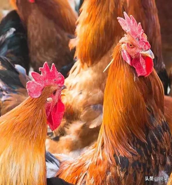 我骄傲我自豪我是中国人歌曲,我是庄河人