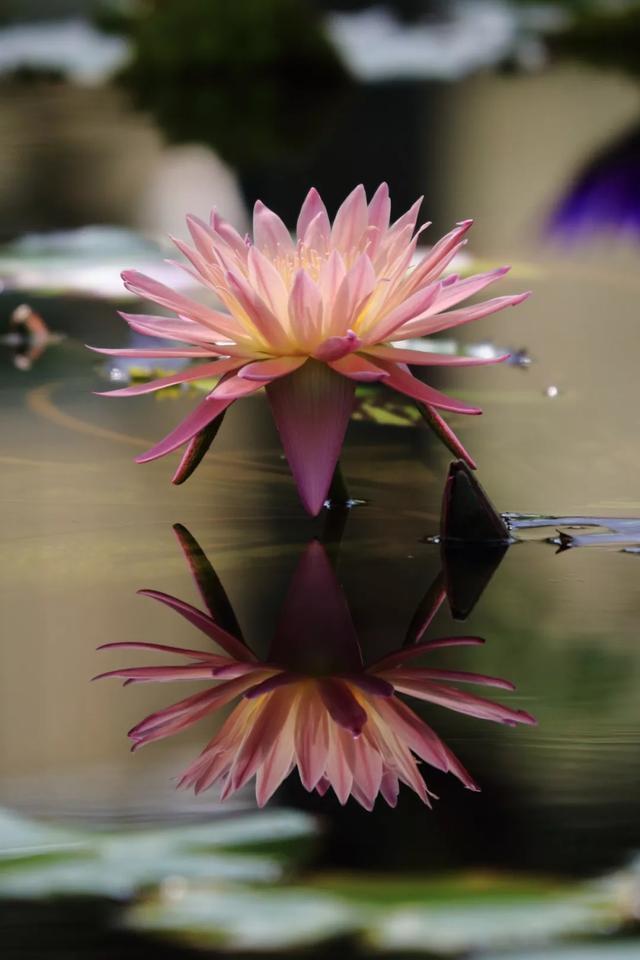 莫奈作品高清大图名画睡莲,莫奈的画高清大图睡莲