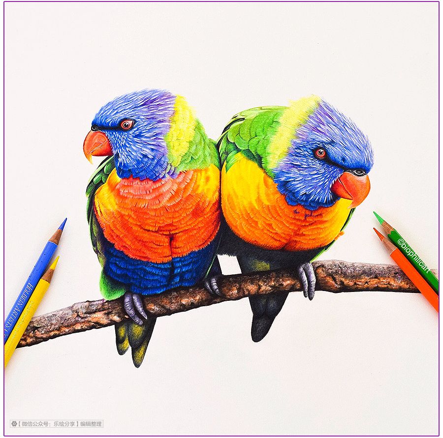 圆形牛皮纸彩铅画花鸟,彩铅画绿藤花鸟图片大全