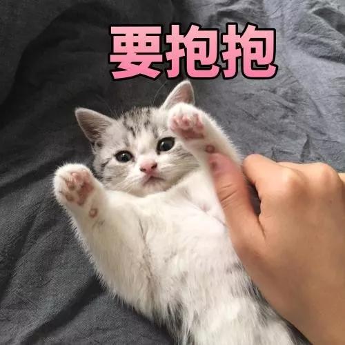 把一只小猫养大会很有感情吗,把一只小猫养大